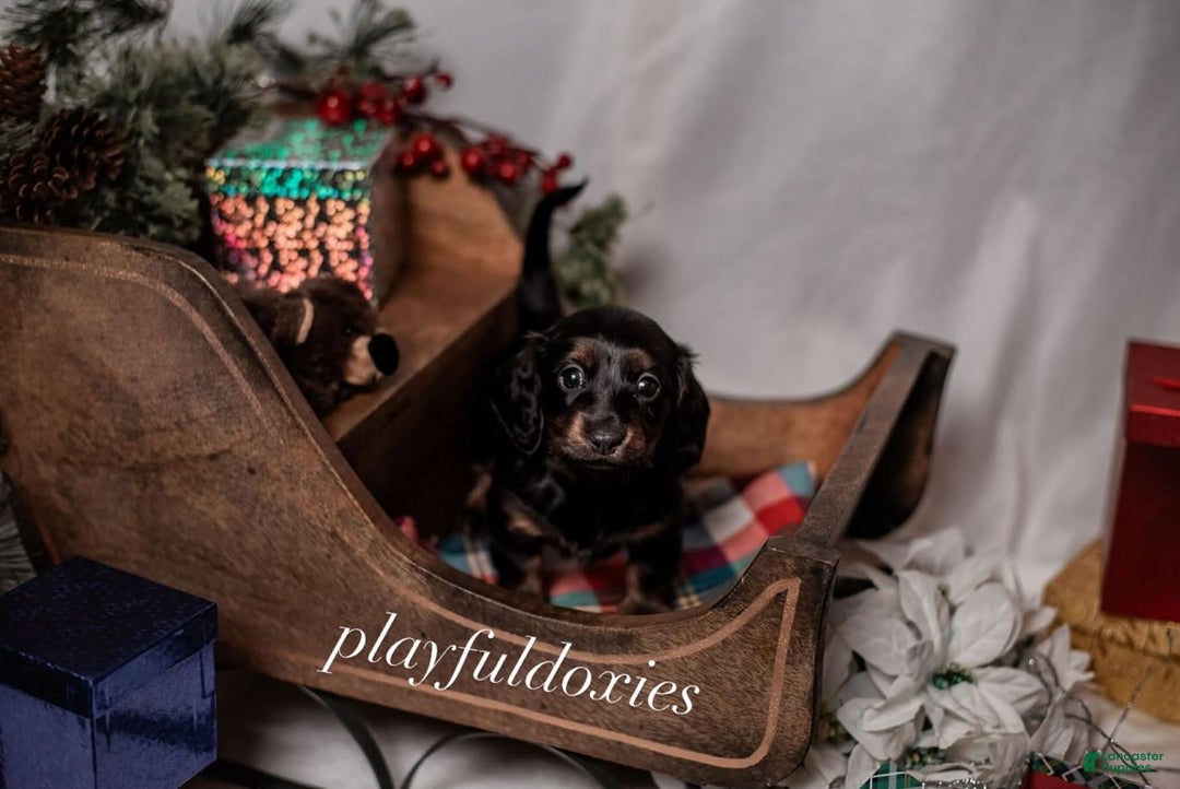 Miniature Dachshund dogs for sale: Yellow Collar Girl Dachshund Puppy  - Ad 6