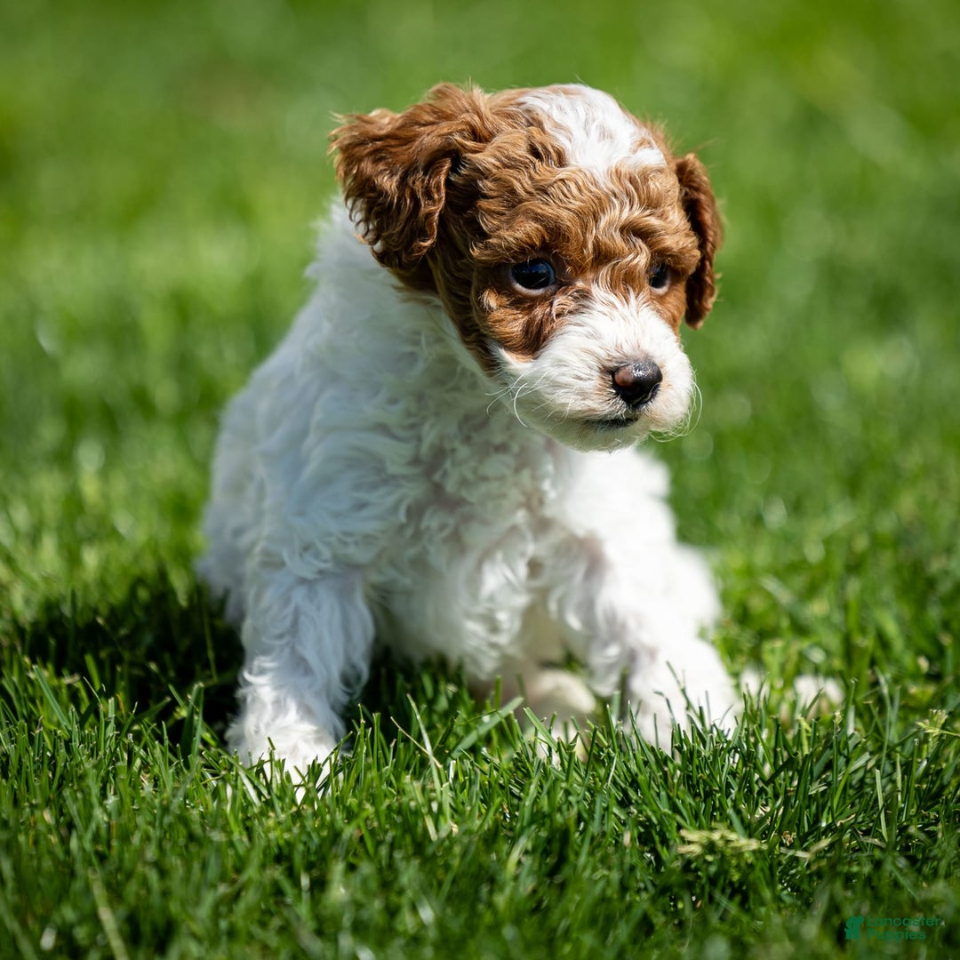 Toy Poodle dogs for sale: Rusty Scout - Ad 11