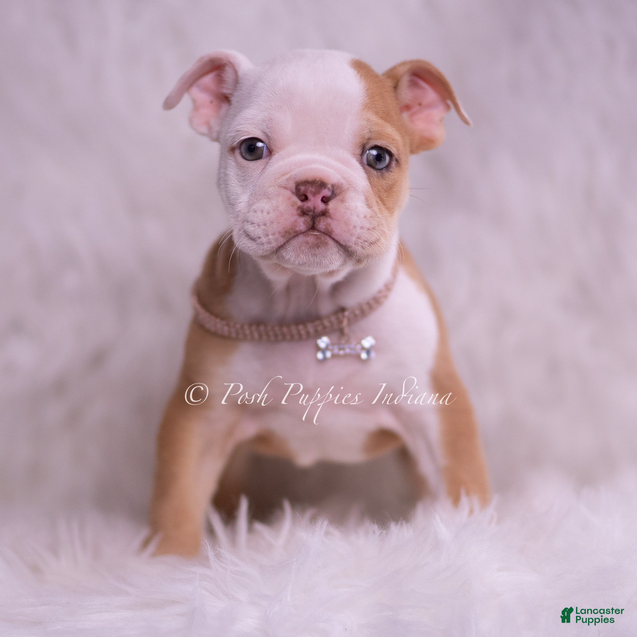 English Bulldog dogs Anastasia - Ad 2