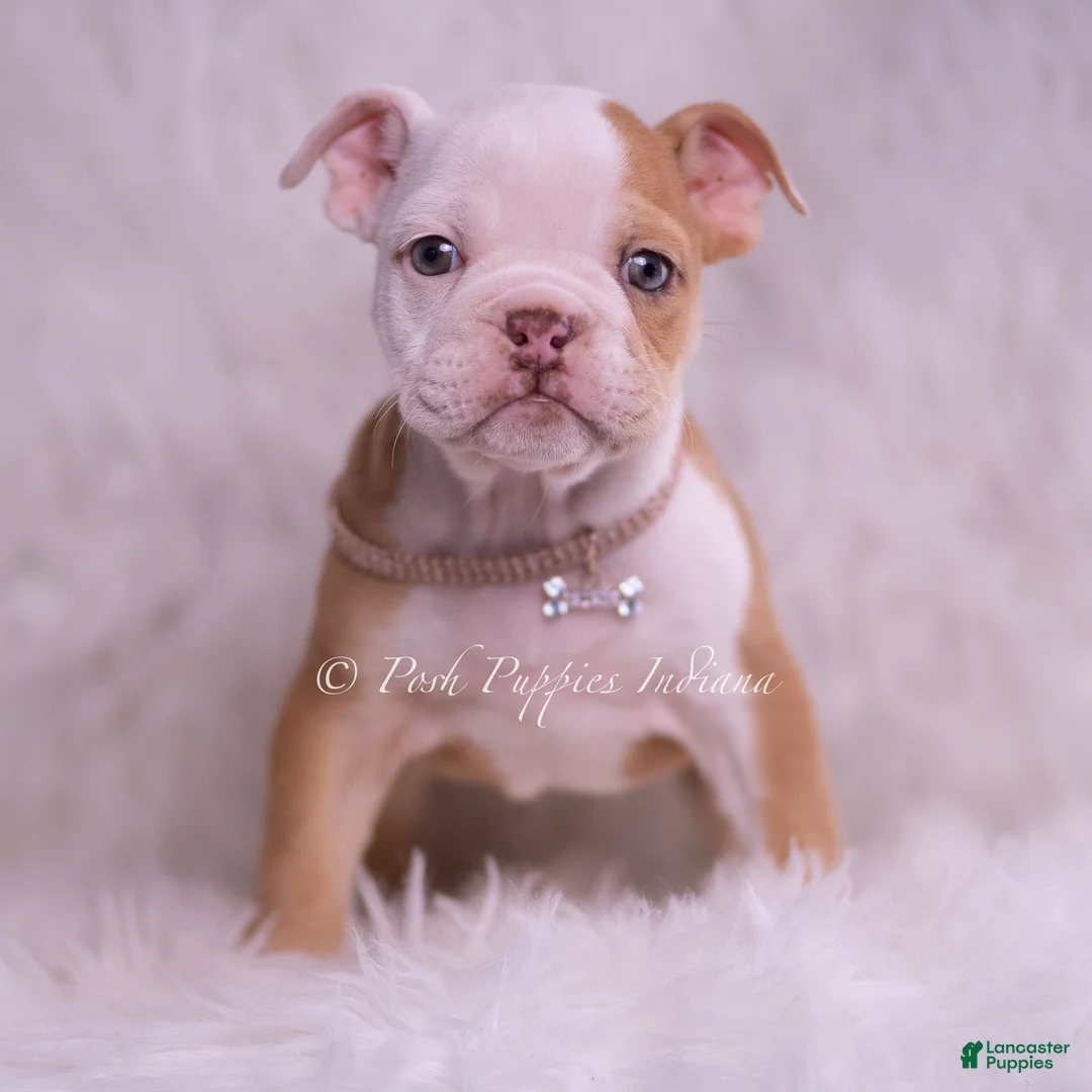 English Bulldog dogs for sale: Anastasia - Ad 2