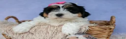 Teddy Bear dogs for sale: TINA - Ad 17