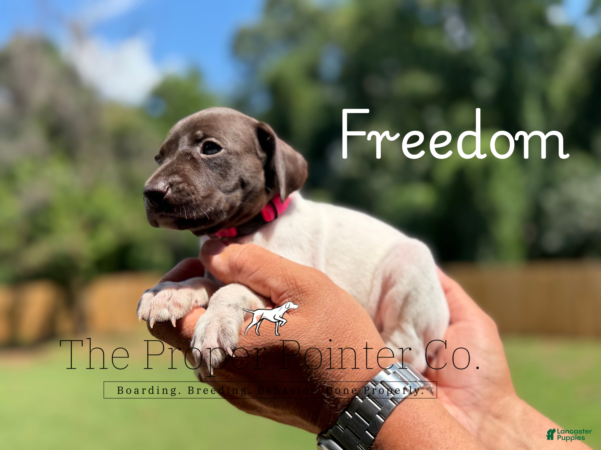 German Shorthaired Pointer dogs Freedom  - Ad 1