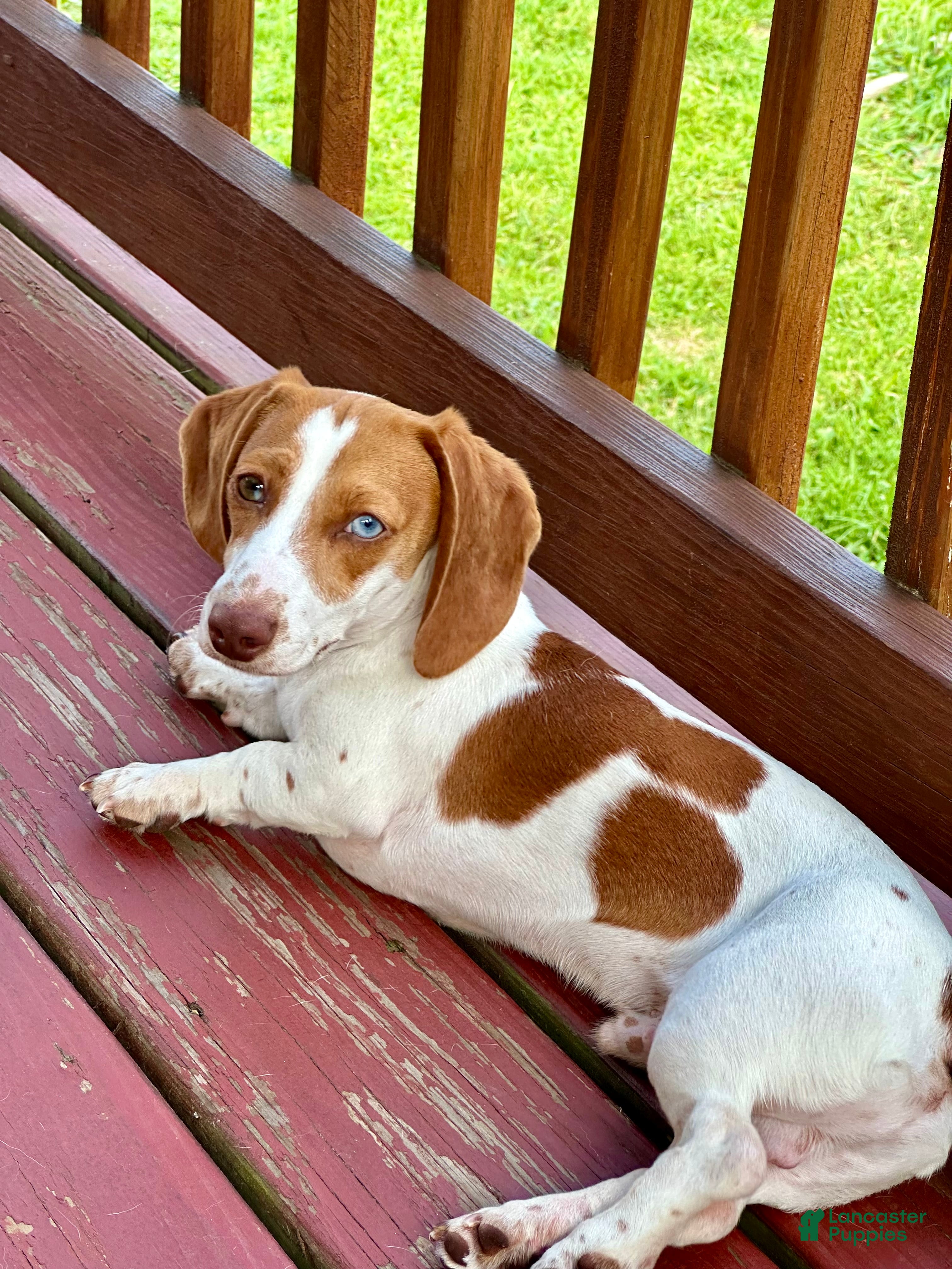 Miniature Dachshund dogs Copper 🌭 - Ad 2