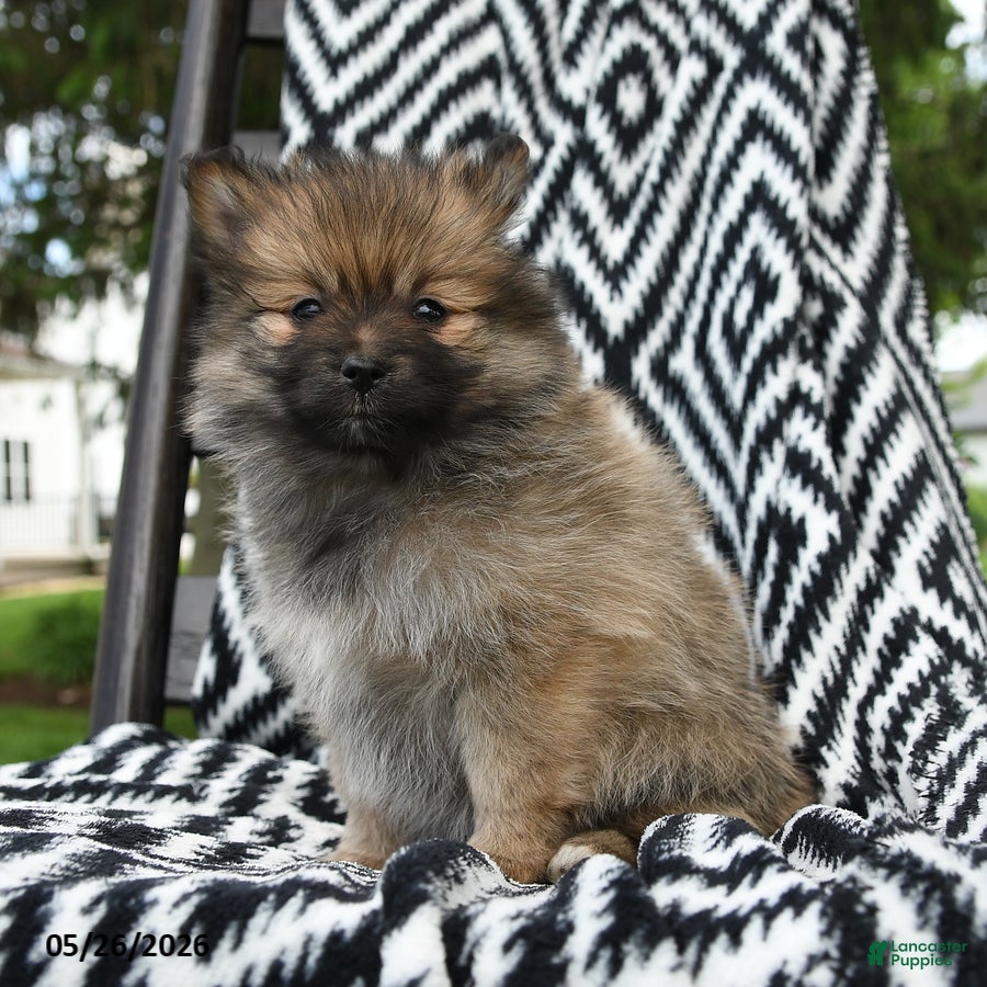 Pomeranian dogs Creampuff - Ad 1
