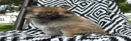 Pomeranian dogs for sale: Creampuff - Ad 1