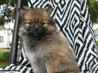 Pomeranian dogs for sale: Creampuff - Ad 2