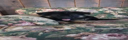 German Shepherd dogs for sale: Jessie - Ad 12
