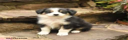 Australian Shepherd dogs for sale: Mason - Ad 1