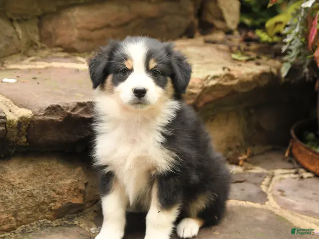 Australian Shepherd dogs for sale: Mason - Ad 1