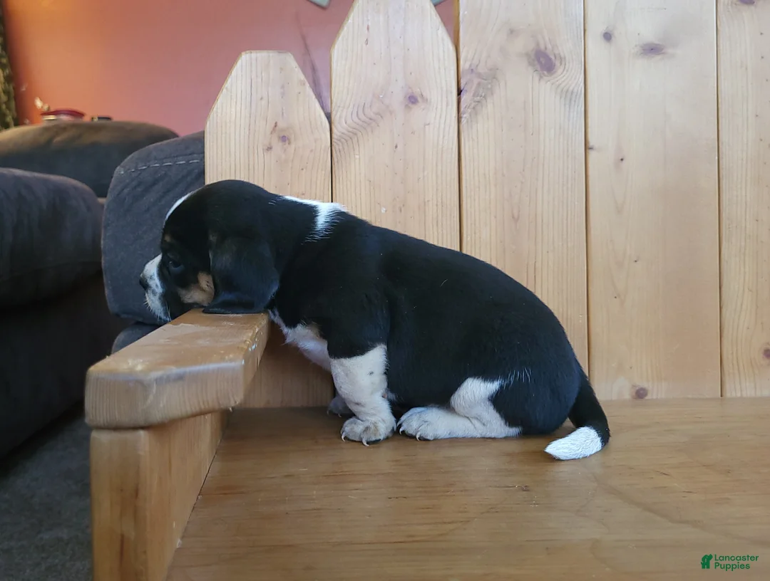 Puggle dogs for sale: Sarge - Ad 4