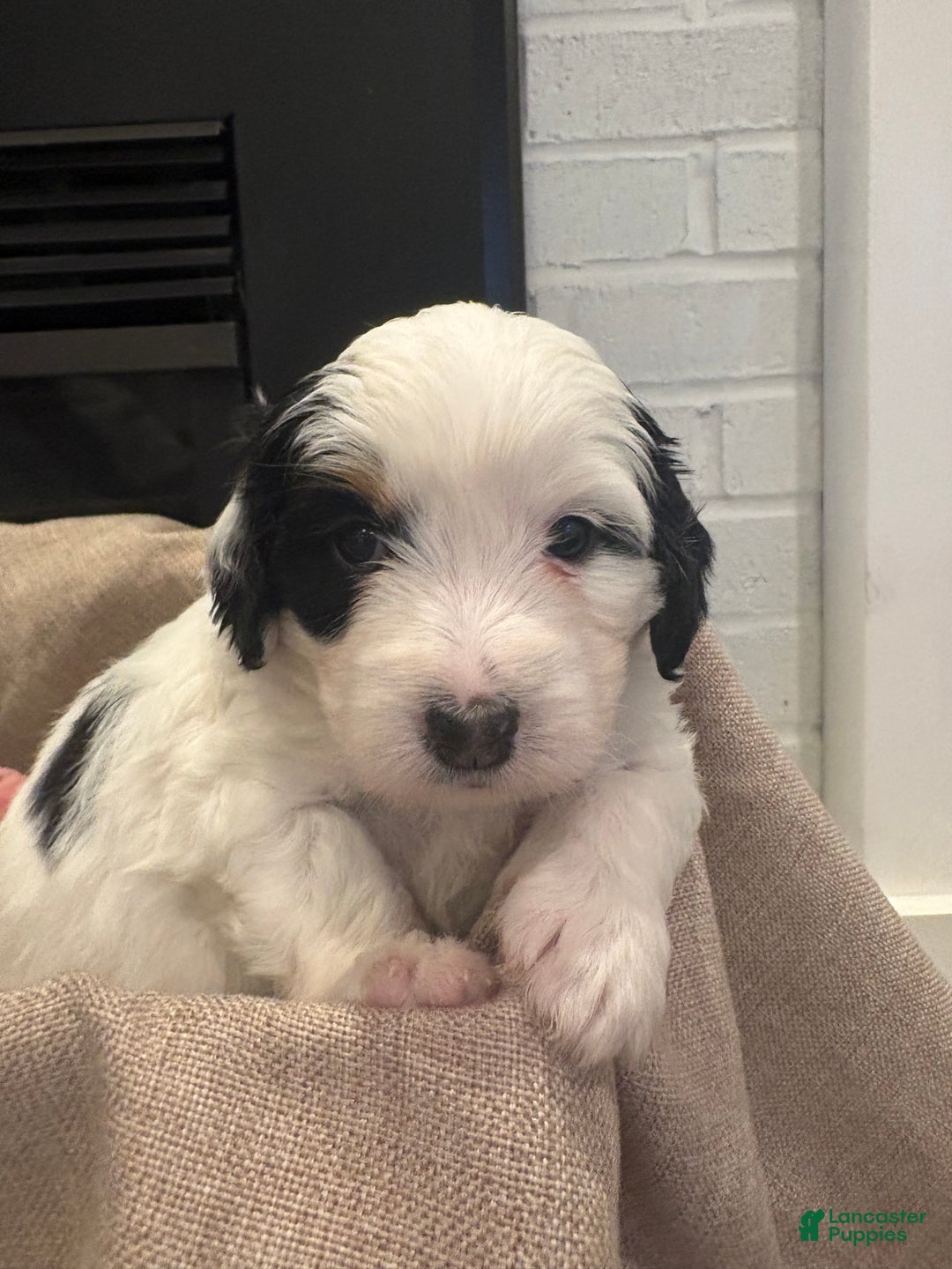 Mini Bernedoodle dogs for sale: Poppy - Ad 3