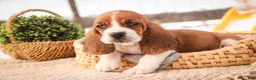 Basset Hound dogs for sale: Arturo - Ad 8