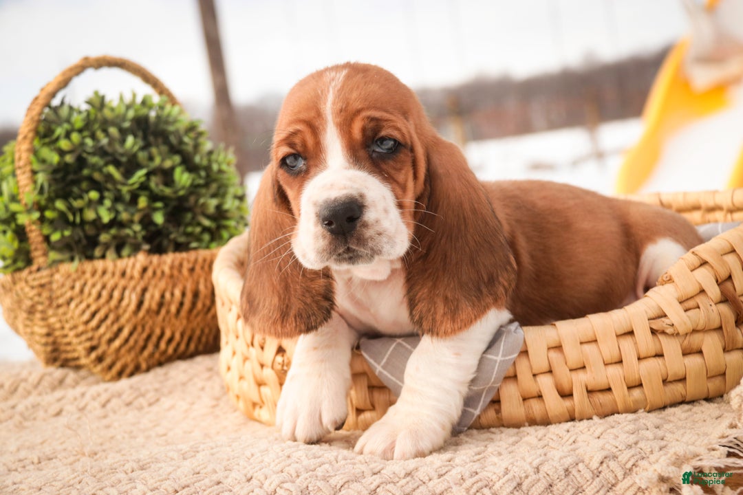 Basset Hound dogs for sale: Arturo - Ad 8