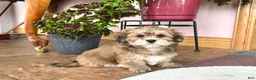 Lhasa Apso dogs for sale: Teddy - Ad 4