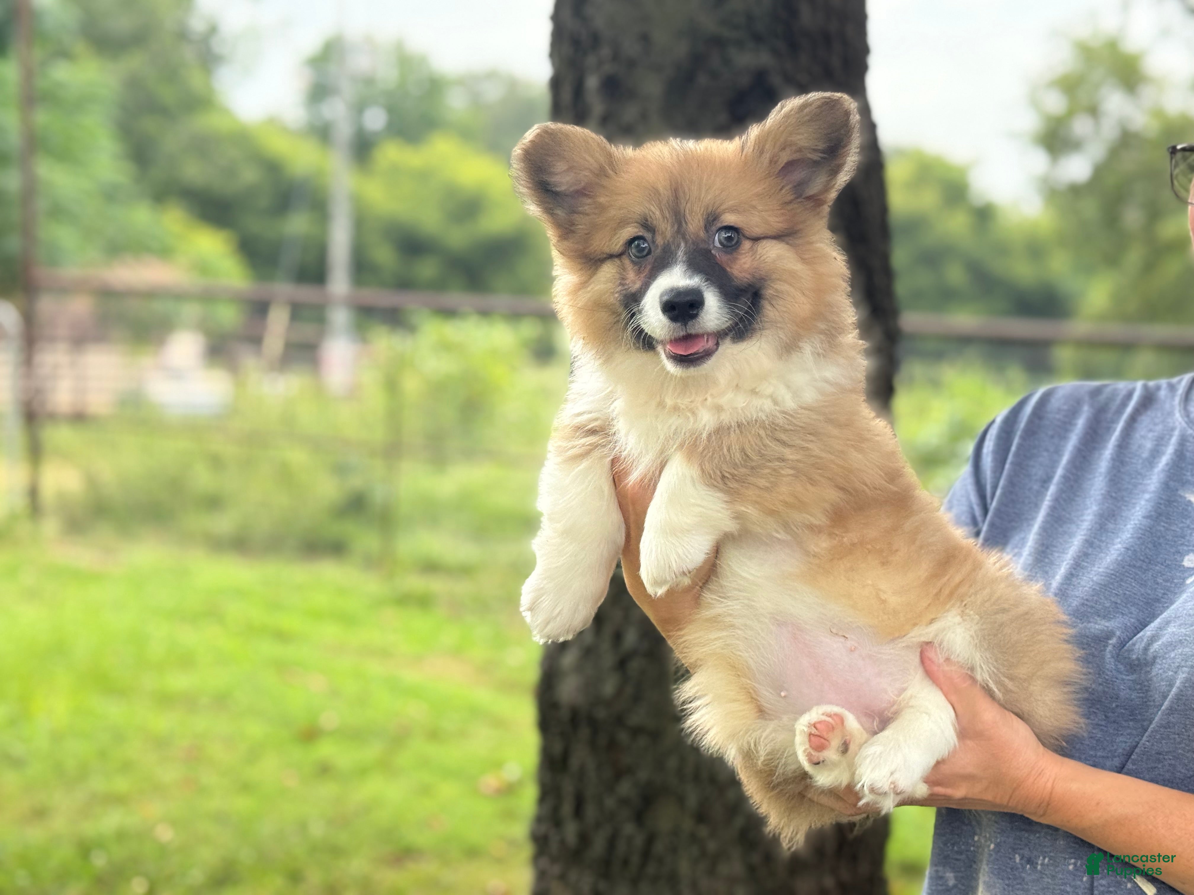 Welsh Corgi Pembroke dogs Fluffy Girl - Ad 1