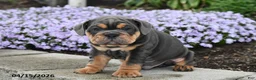 English Bulldog dogs for sale: Dozer - Ad 3