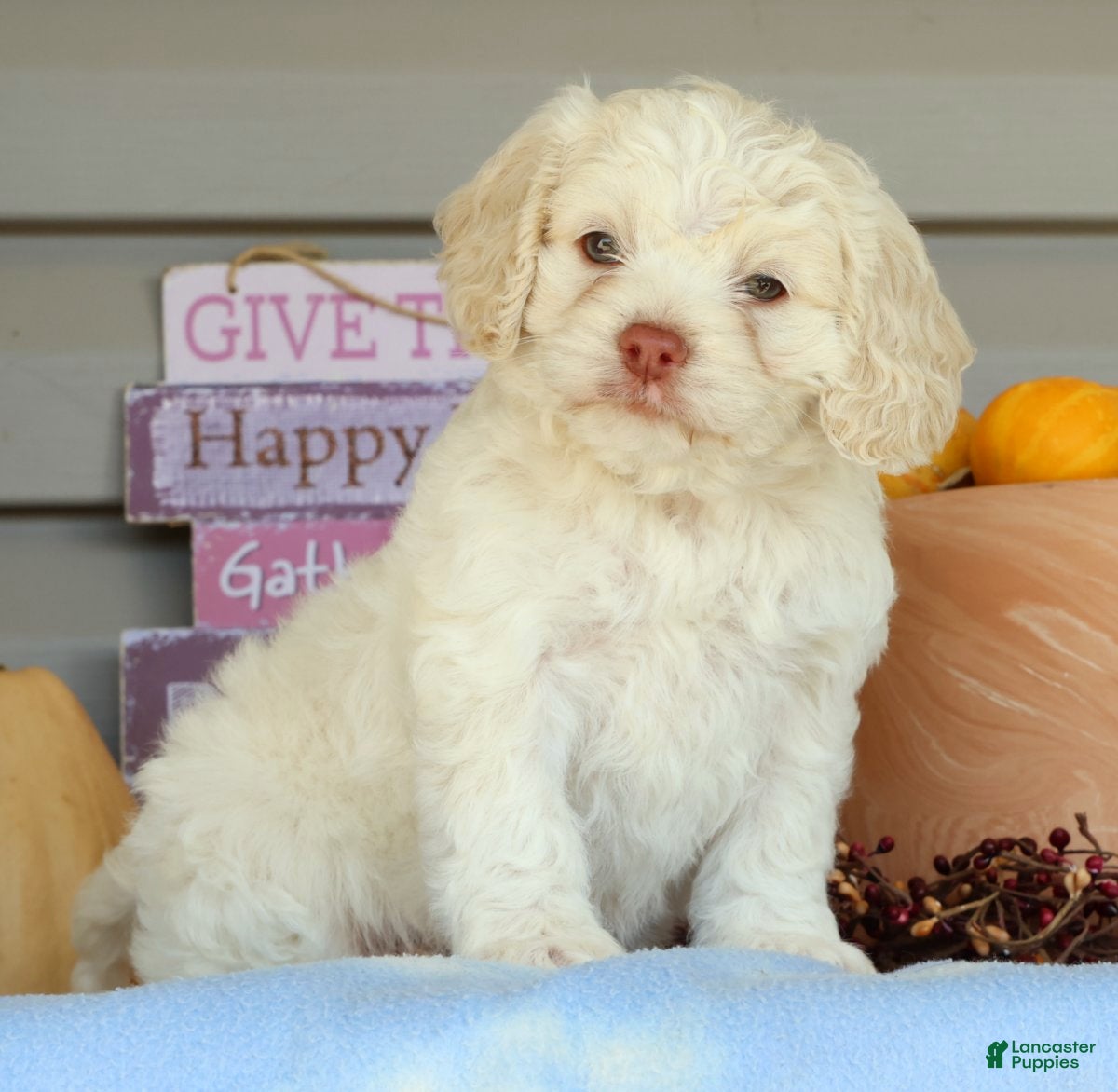 Cockapoo dogs for sale: Ellie - Ad 1