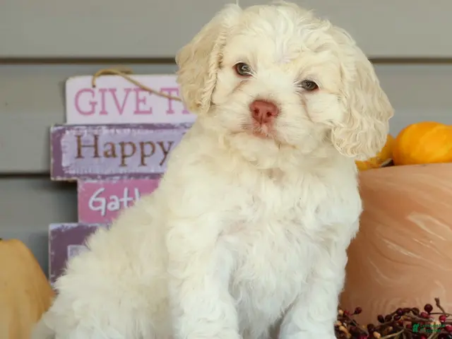 Cockapoo dogs for sale: Ellie - Ad 1