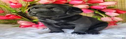Labrador Retriever dogs for sale: Molly - Ad 4