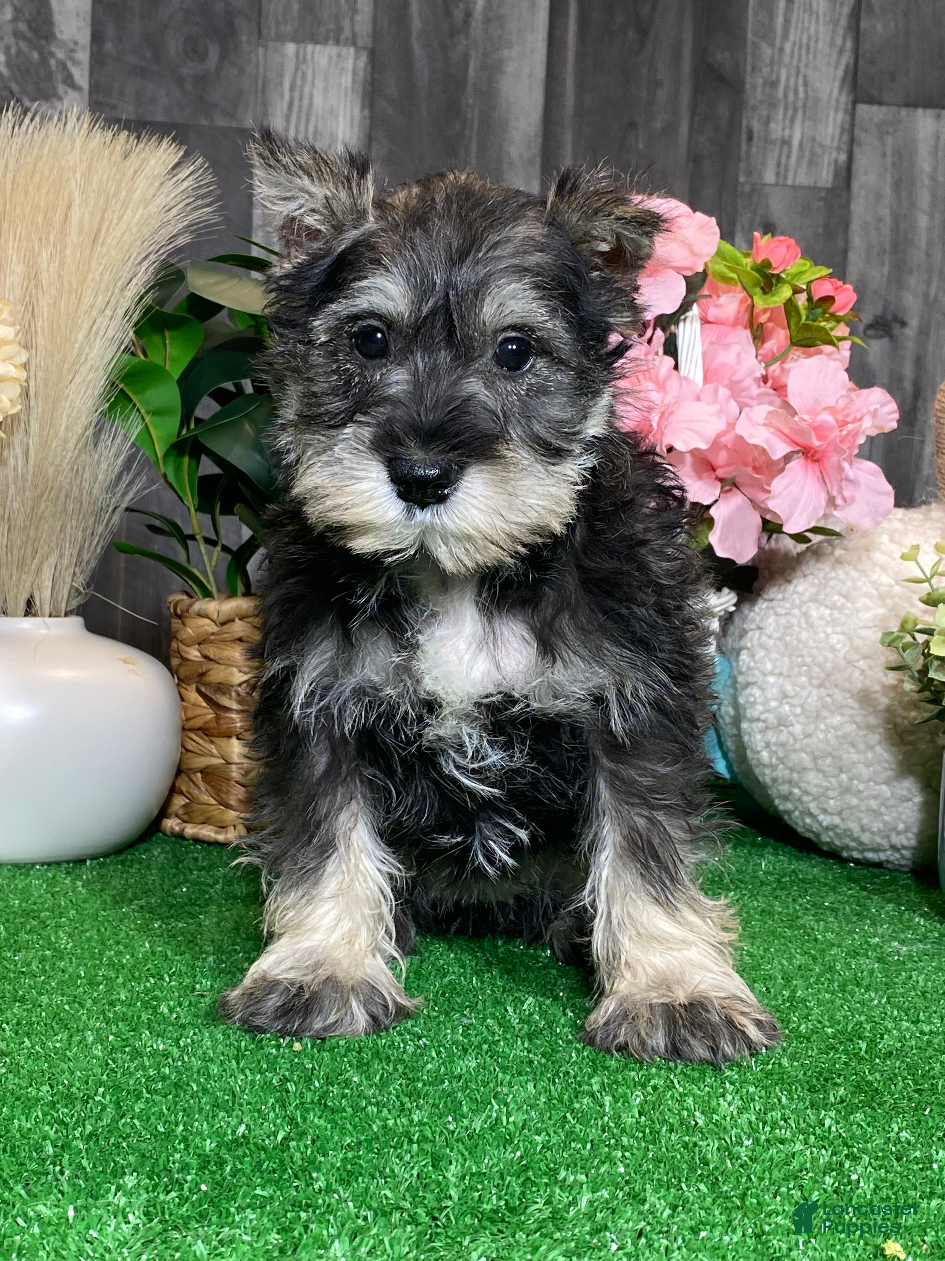 Miniature Schnauzer dogs Kiki - Ad 29