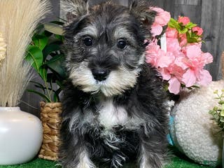 Miniature Schnauzer dogs Kiki - Ad 42