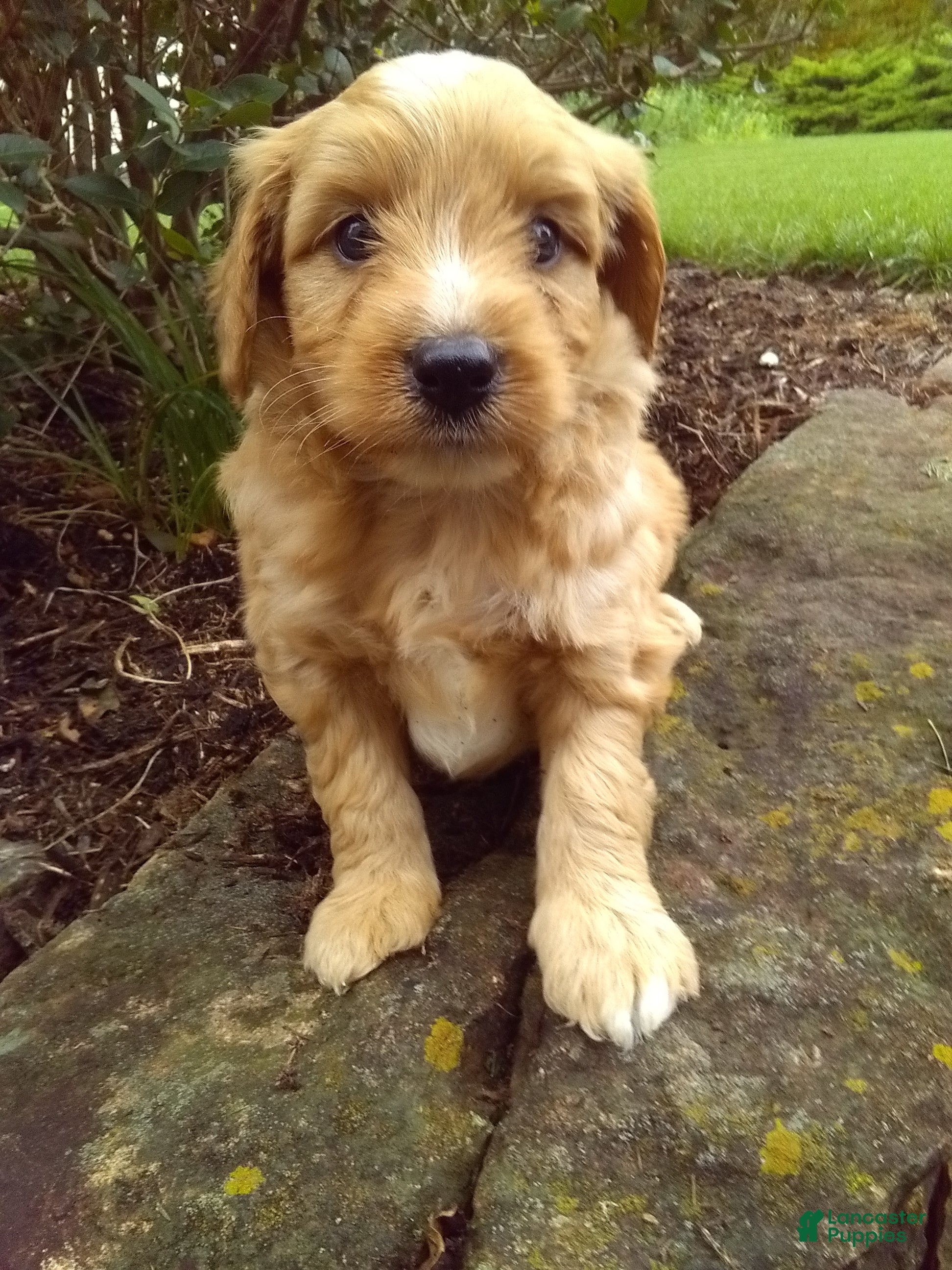 Mini Aussiedoodle dogs Diamond - Ad 1