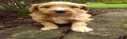 Mini Aussiedoodle dogs for sale: Diamond - Ad 1