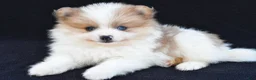 Pomeranian dogs for sale: Ollie - Ad 2