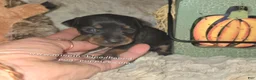 Miniature Pinscher dogs for sale: Angel  - Ad 2
