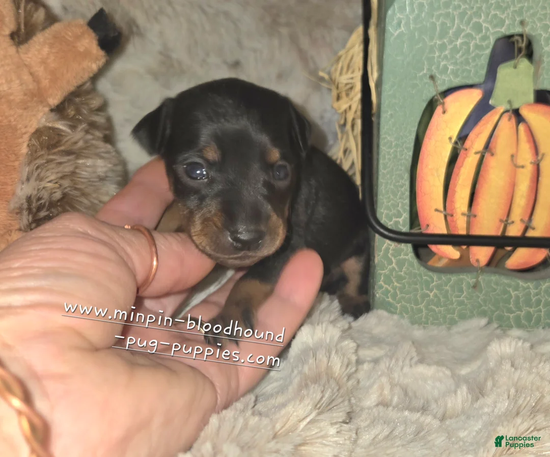Miniature Pinscher dogs for sale: Angel  - Ad 2