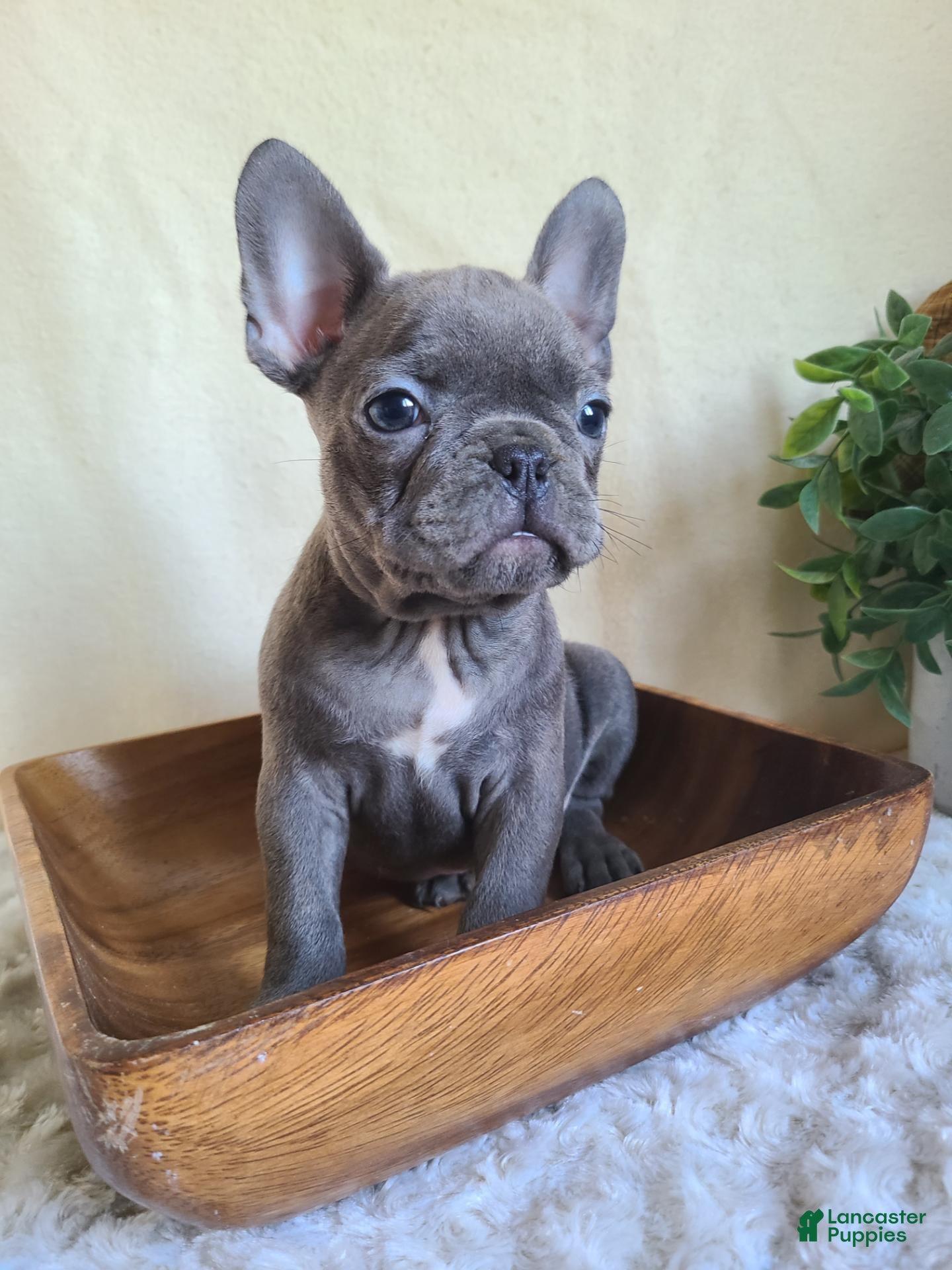 Frenchton dogs for sale: Jace - Ad 2