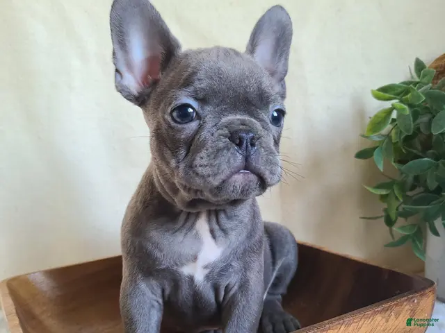 Frenchton dogs for sale: Jace - Ad 2