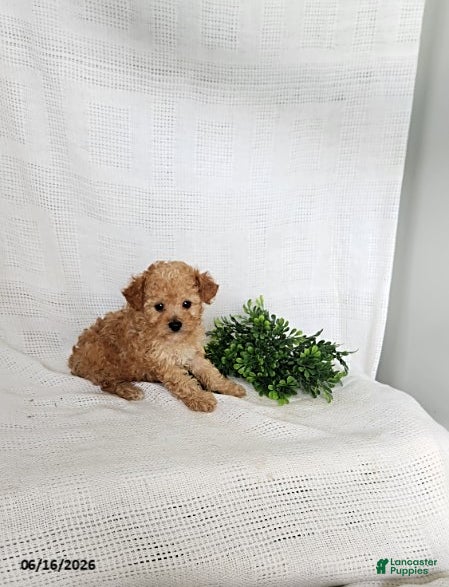 Toy Poodle dogs Copper - Ad 2