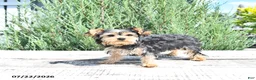 Yorkshire Terrier dogs for sale: Duke - Ad 1