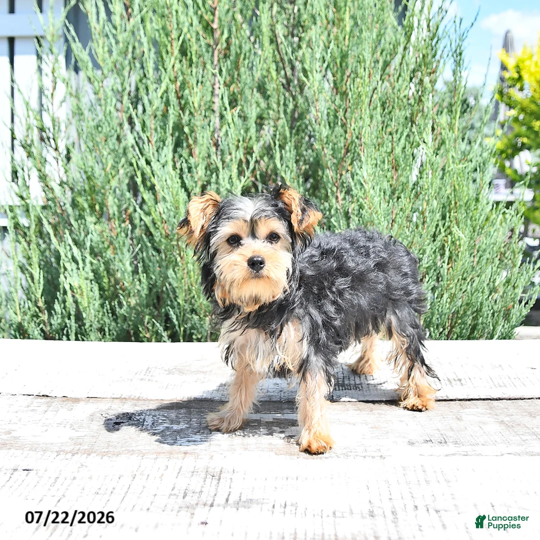 Yorkshire Terrier dogs for sale: Duke - Ad 1