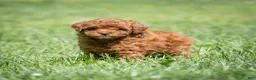 Miniature Poodle dogs for sale: Kayla Miniature Poodle  - Ad 6