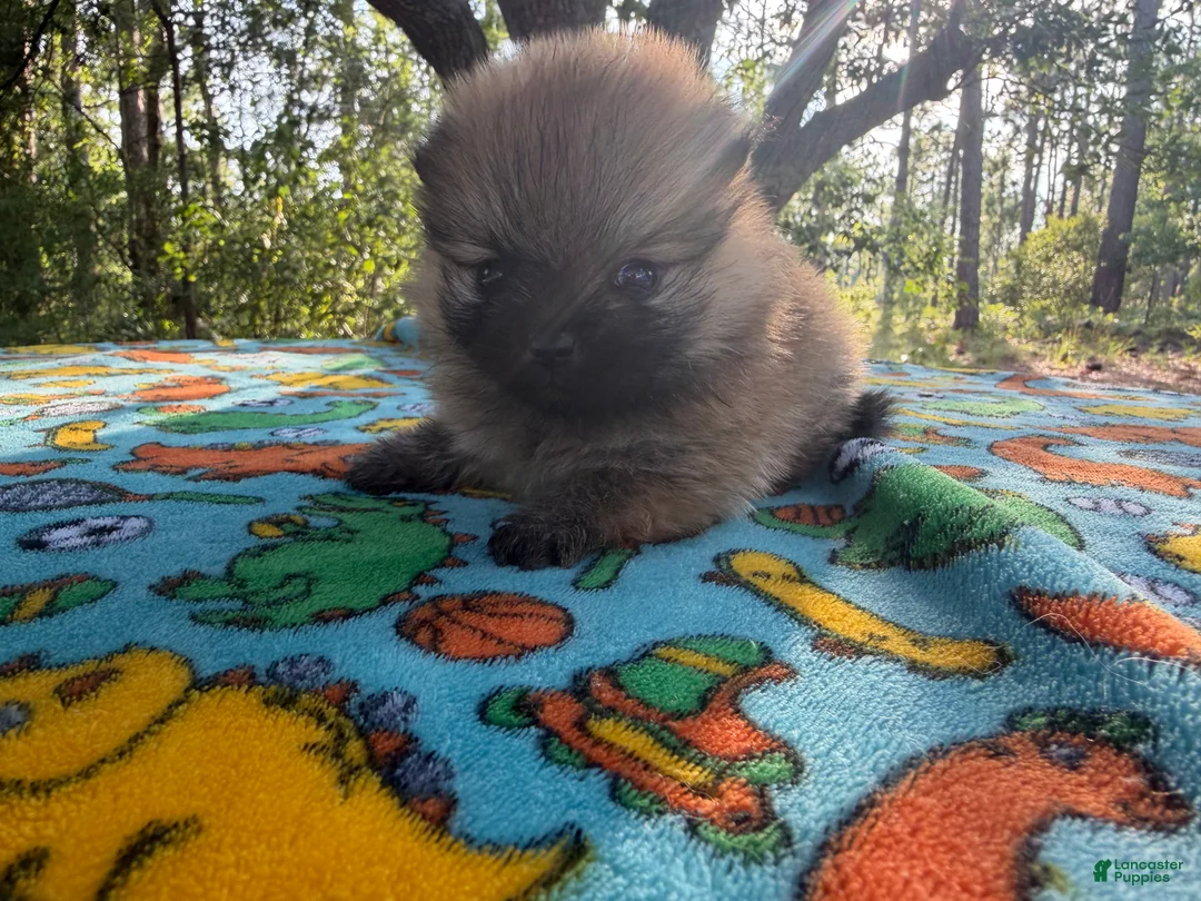Pomeranian dogs for sale: Duke - Ad 2