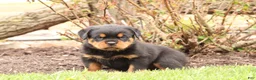 Rottweiler dogs for sale: Tasha - Ad 3