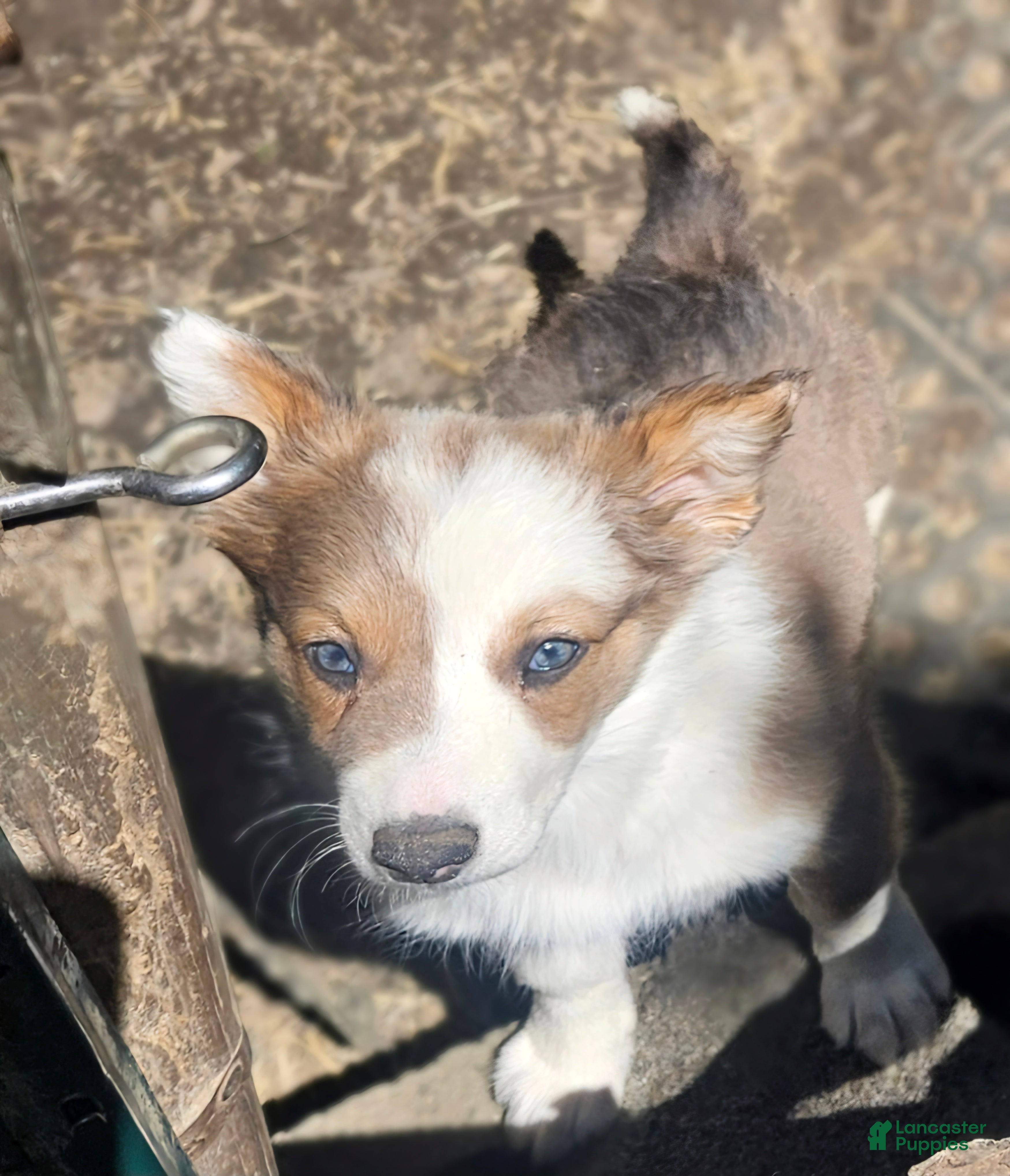 Border Collie dogs for sale: Suzy - Ad 12