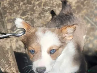 Border Collie dogs Suzy - Ad 18