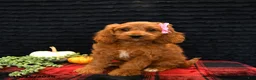 Cavapoo dogs for sale: Orie - Ad 5