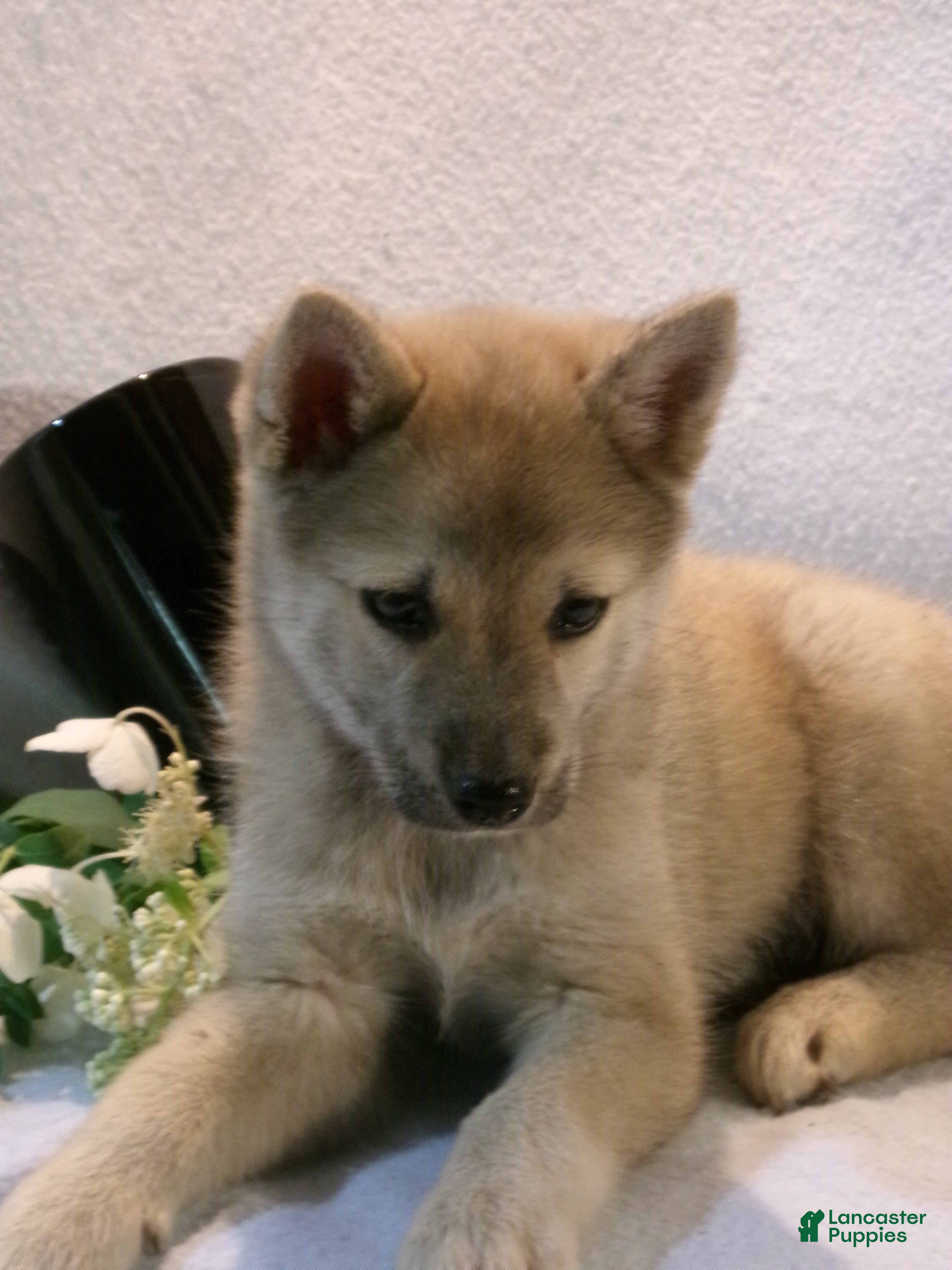 Pomsky dogs Mocha - Ad 2