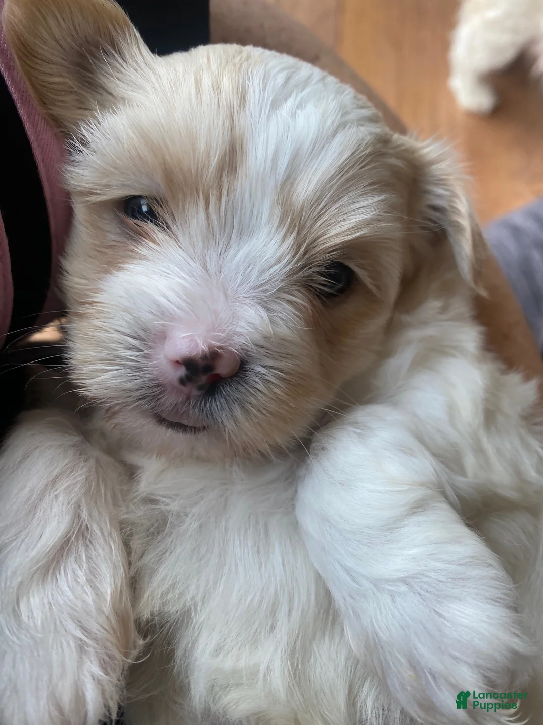 Teddy Bear dogs for sale: Teddy Bear 1 - Ad 1
