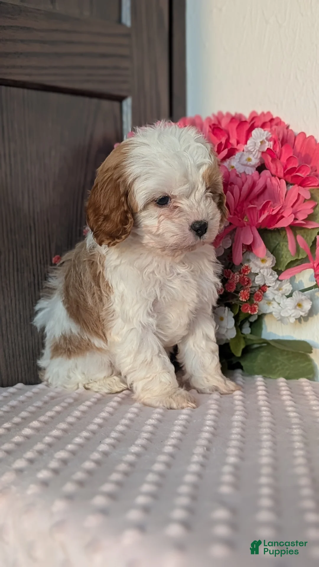 Cavapoo dogs for sale: Tripp - Ad 4