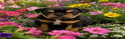English Bulldog dogs for sale: Smoky - Ad 2