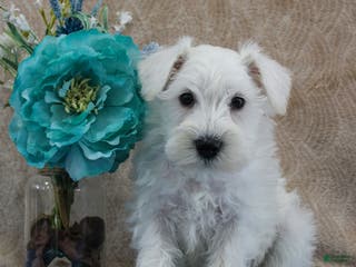 Miniature Schnauzer dogs Queenie - Ad 14