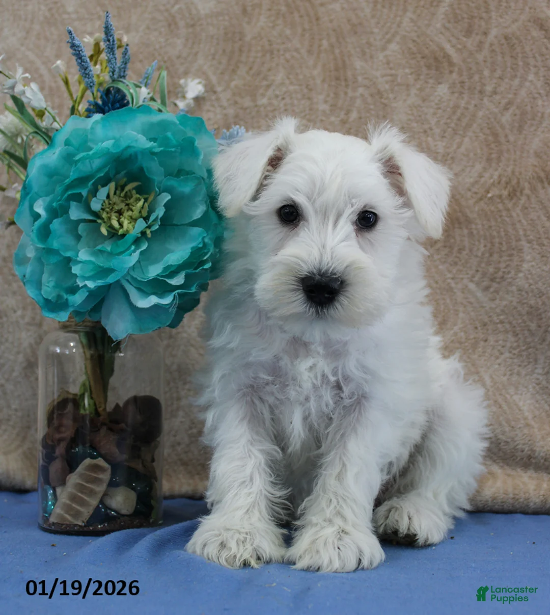 Miniature Schnauzer dogs for sale: Queenie - Ad 1