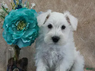 Miniature Schnauzer dogs Queenie - Ad 18