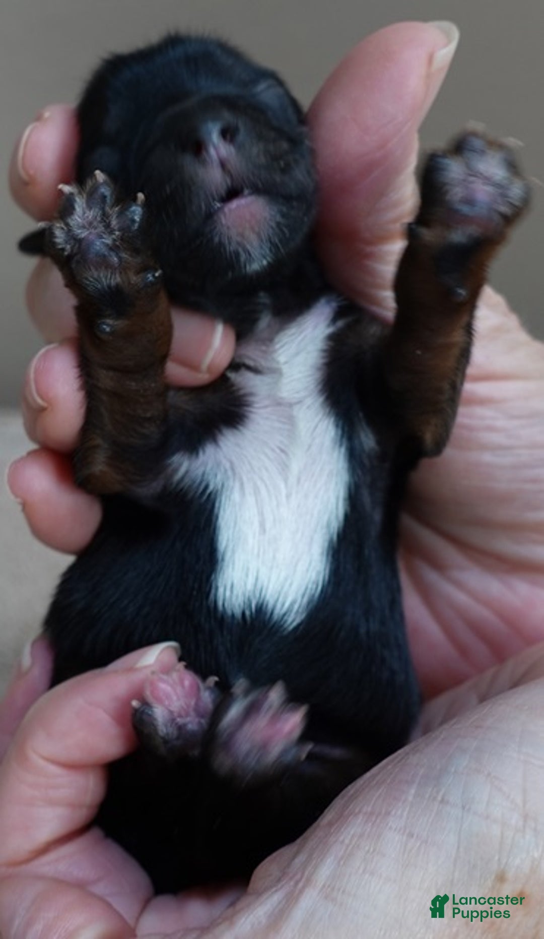 Yorkshire Terrier dogs for sale: Cairo black face - Ad 5