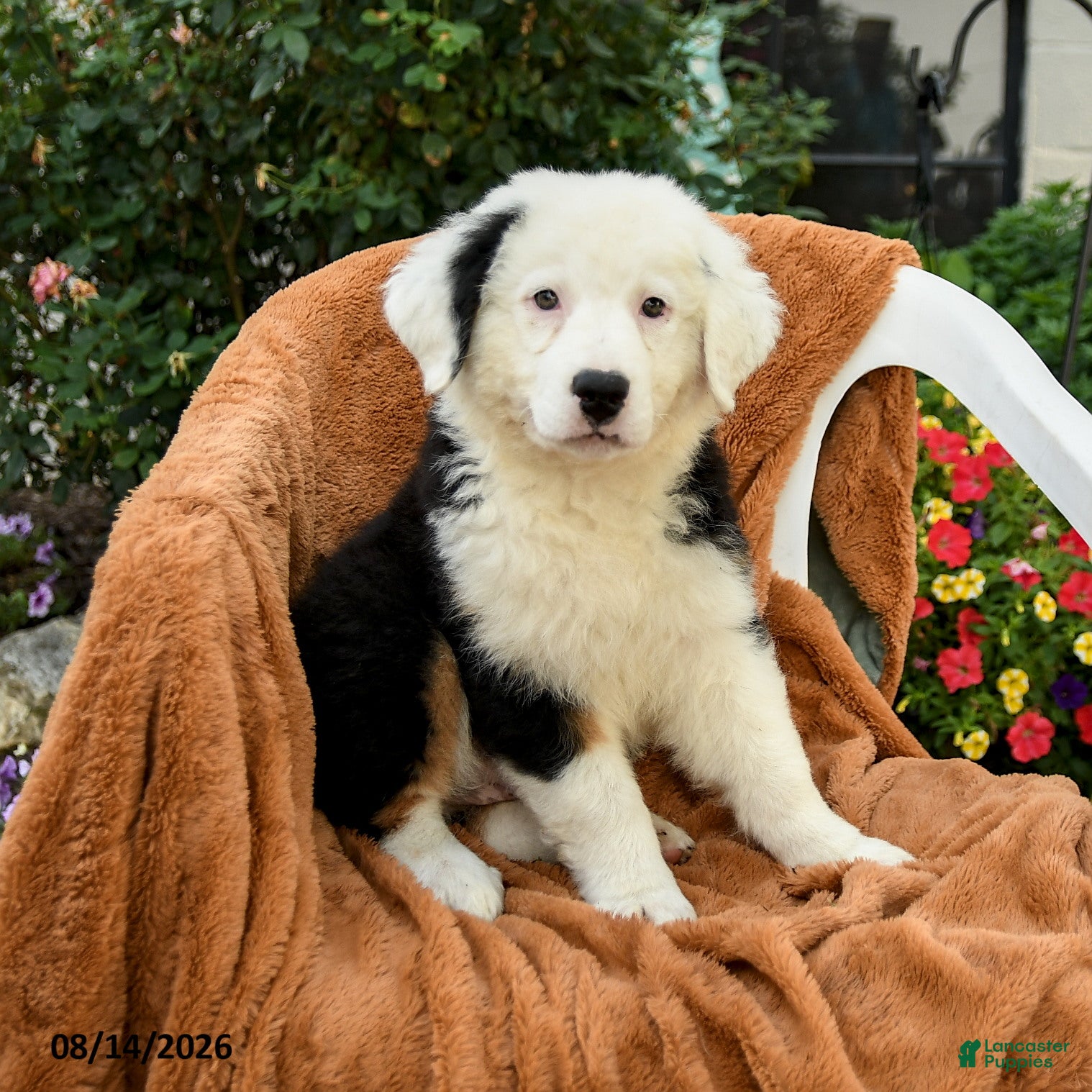 Australian Shepherd dogs Mateo  - Ad 1
